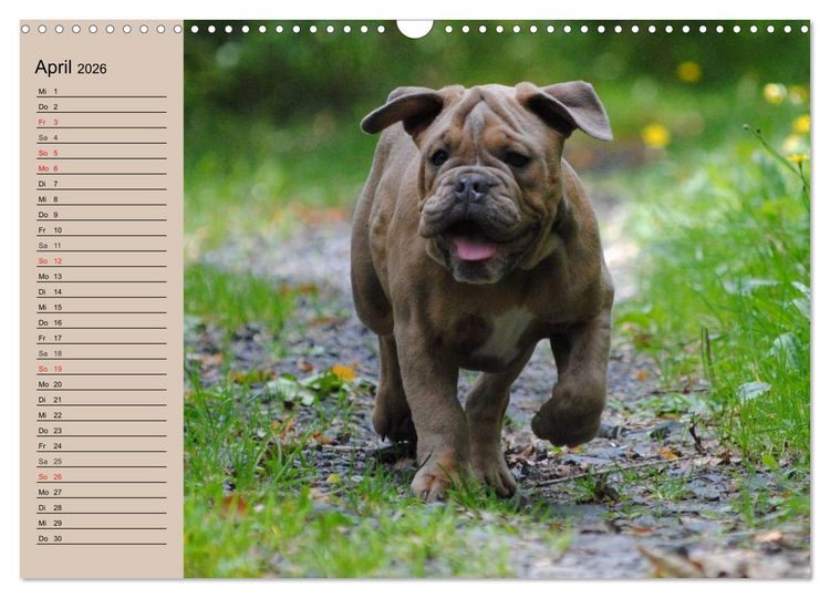 Produktbild: Bulldoggen-Kinder (Wandkalender 2026 DIN A3 quer), CALVENDO Monatskalender