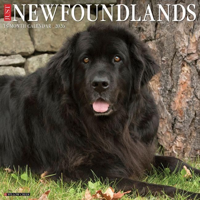 Produktbild: Newfoundlands 2026 Wall Calendar