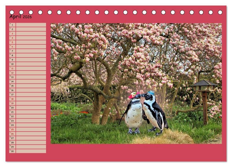 Produktbild: Pinguine privat Planer (Tischkalender 2026 DIN A5 quer), CALVENDO Monatskalender