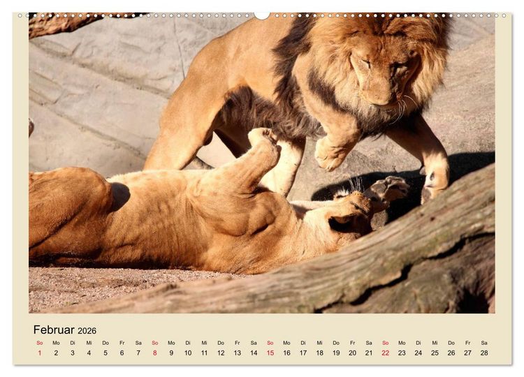 Produktbild: L&ouml;wen im Tierpark Hagenbeck (Wandkalender 2026 DIN A2 quer), CALVENDO Monatskalender