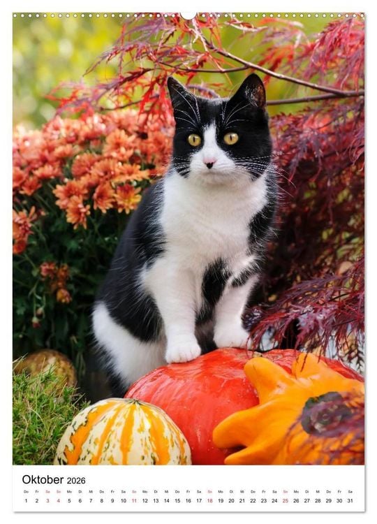 Produktbild: COUNTRY CATS (hochwertiger Premium Wandkalender 2026 DIN A2 hoch), Kunstdruck in Hochglanz