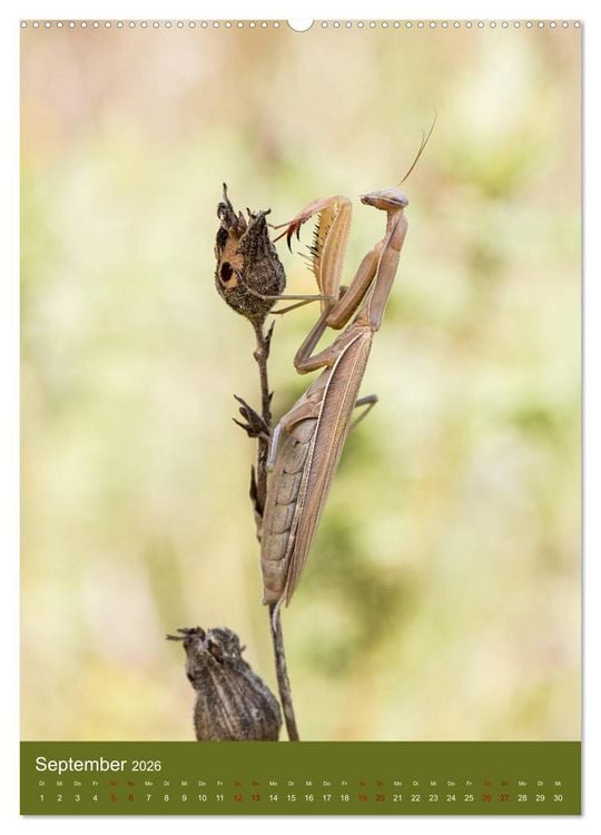 Produktbild: Die Gottesanbeterin. R&auml;uber der Insektenwelt. (hochwertiger Premium Wandkalender 2026 DIN A2 hoch), Kunstdruck in Hochglanz