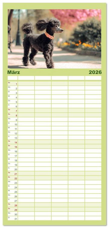 Produktbild: Familienplaner 2026 - Pudel in der Stadt. Urbane Momente voller Charme und Lebensfreude mit 5 Spalten (Wandkalender, 21 x 45 cm) CALVENDO
