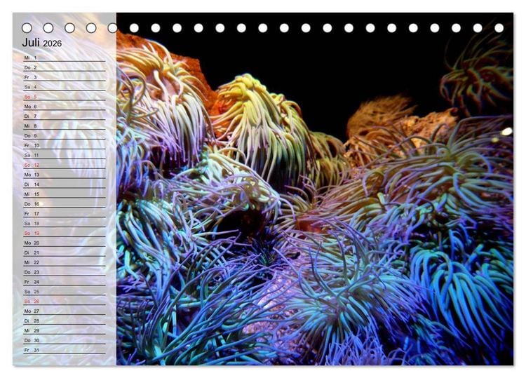 Produktbild: Paradiese im ewigen Blau. Die bunte Unterwasserwelt (Tischkalender 2026 DIN A5 quer), CALVENDO Monatskalender