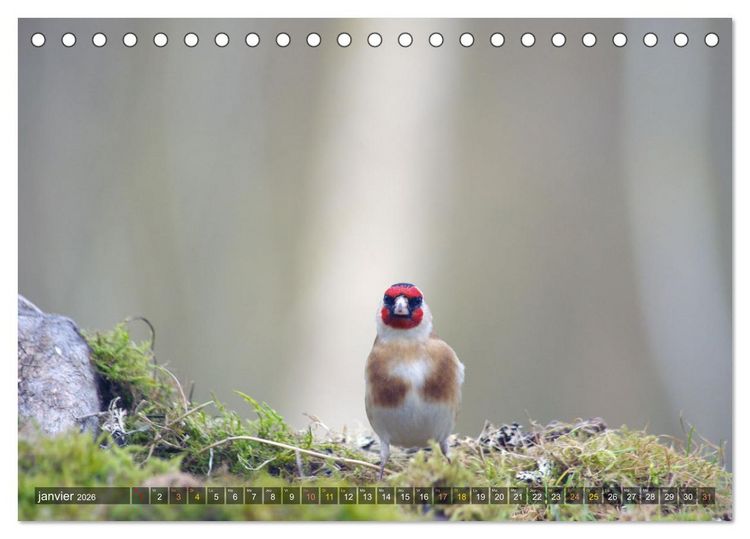 Produktbild: Chardonnerets - Portraits d'une esp&egrave;ce &eacute;blouissante (Calendrier de bureau 2026 DIN A5 vertical), CALVENDO calendrier mensuel