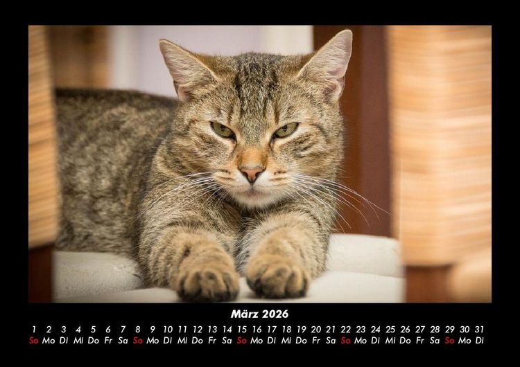 Produktbild: F&uuml;r Katzenfreunde 2026 Fotokalender DIN A3