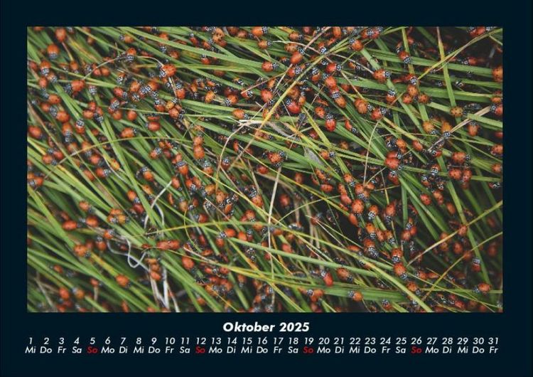Produktbild: K&auml;fer 2025 Fotokalender DIN A4