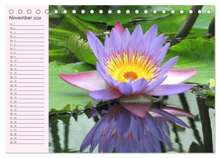 Produktbild: Lotos. Symbol f&uuml;r Reinheit und Kraft (Tischkalender 2026 DIN A5 quer), CALVENDO Monatskalender