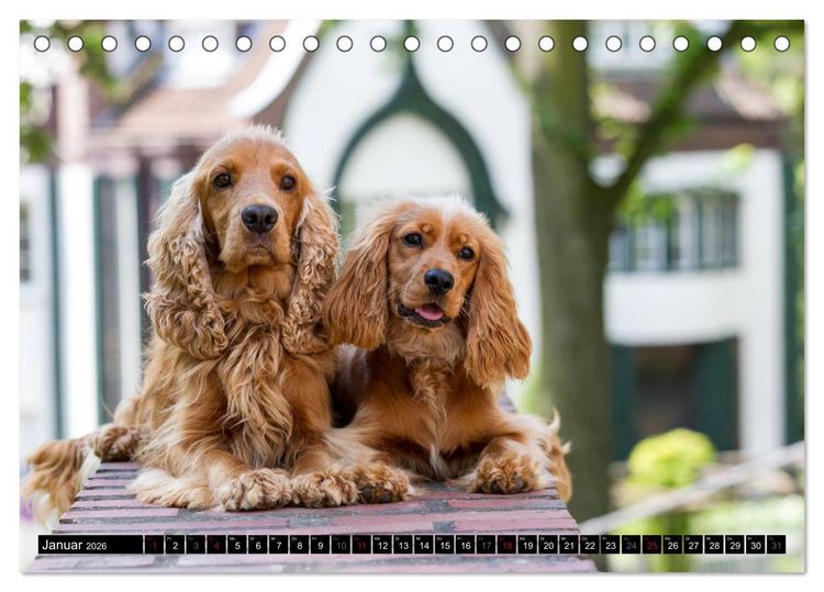 Produktbild: English Cocker Spaniel - Fr&ouml;hliche Gesellen (Tischkalender 2026 DIN A5 quer), CALVENDO Monatskalender