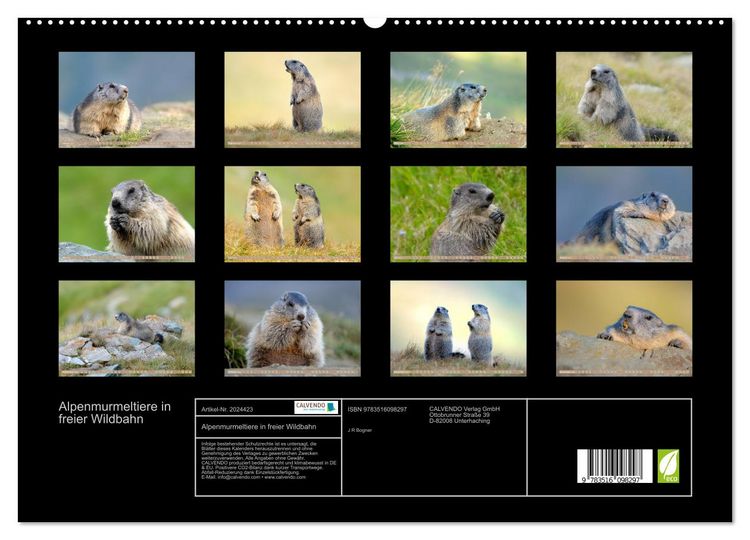 Produktbild: Alpenmurmeltiere in freier Wildbahn (hochwertiger Premium Wandkalender 2026 DIN A2 quer), Kunstdruck in Hochglanz