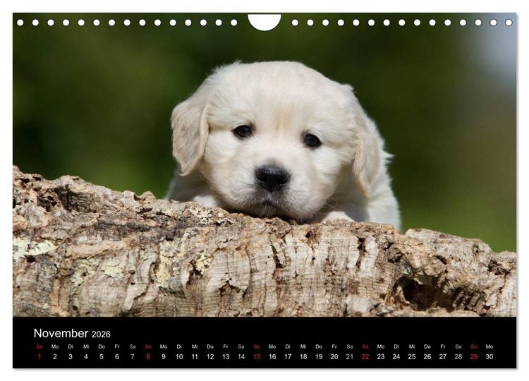 Produktbild: Hundewelpen (Wandkalender 2026 DIN A4 quer), CALVENDO Monatskalender