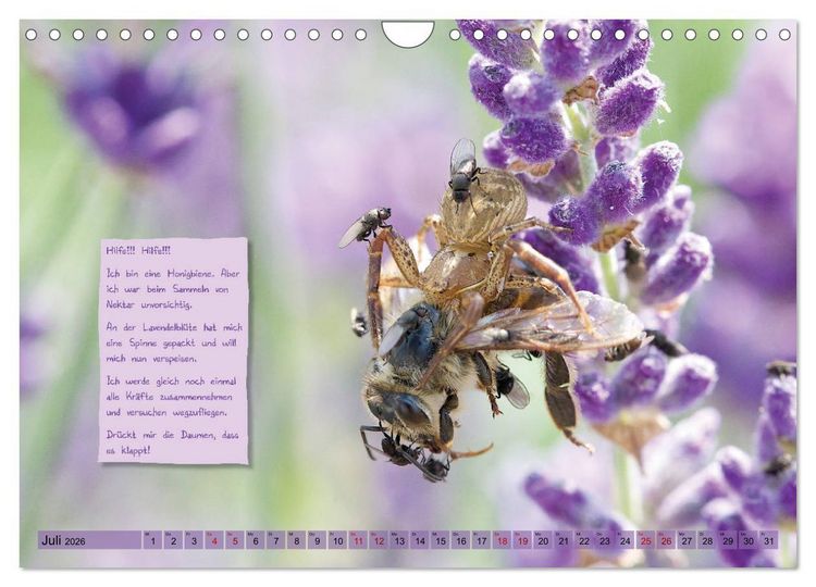 Produktbild: GEOclick Lernkalender: Insekten (Wandkalender 2026 DIN A4 quer), CALVENDO Monatskalender