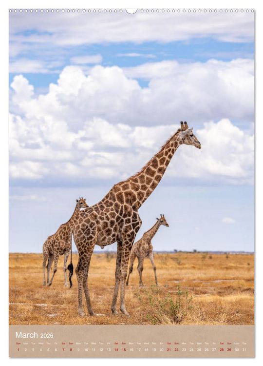 Produktbild: Giraffe Tales (Wall Calendar 2026 DIN A2 portrait), CALVENDO 12 Month Wall Calendar