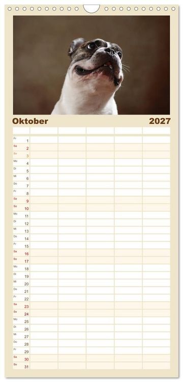 Produktbild: Familienplaner 2027 - Charme auf vier Pfoten - Franz&ouml;sische Bulldoggen Portraits mit 5 Spalten (Wandkalender, 21 x 45 cm) CALVENDO
