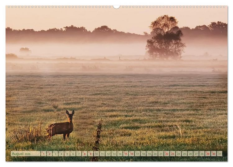 Produktbild: Morgengl&uuml;hen & Nebelschimmer (Wandkalender 2026 DIN A2 quer), CALVENDO Monatskalender