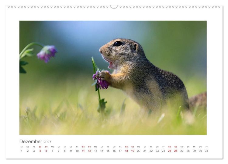 Produktbild: Lustige Zieselbabys (hochwertiger Premium Wandkalender 2027 DIN A2 quer), Kunstdruck in Hochglanz