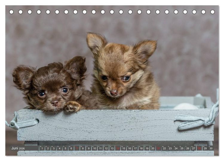 Produktbild: Chihuahua-Babys - Amy und Angel im Studio (Tischkalender 2026 DIN A5 quer), CALVENDO Monatskalender