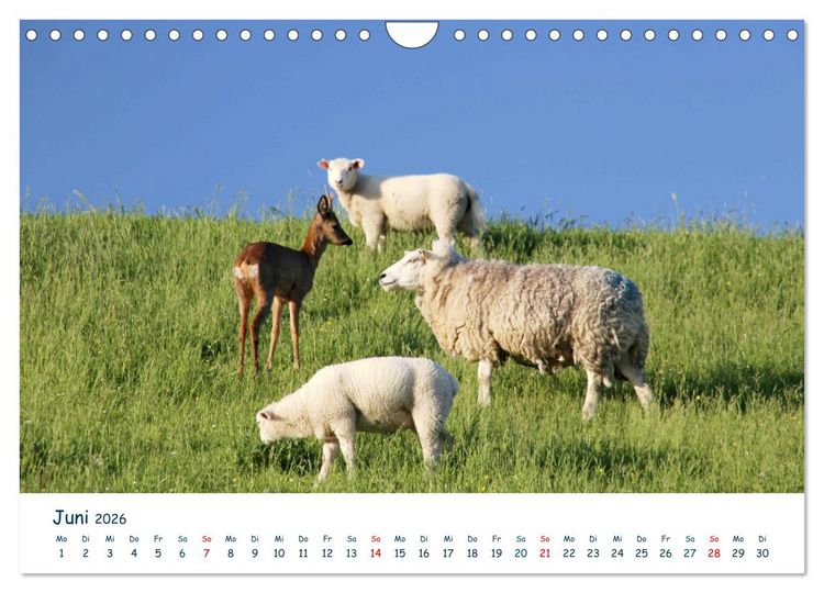Produktbild: Butjadingen. Impressionen zwischen Jade und Nordsee (Wandkalender 2026 DIN A4 quer), CALVENDO Monatskalender