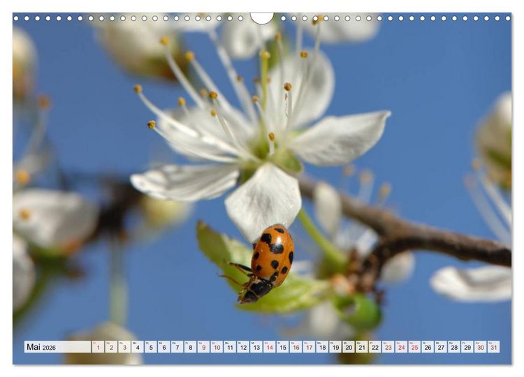 Produktbild: INSEKTEN GANZ NAHE (Wandkalender 2026 DIN A3 quer), CALVENDO Monatskalender