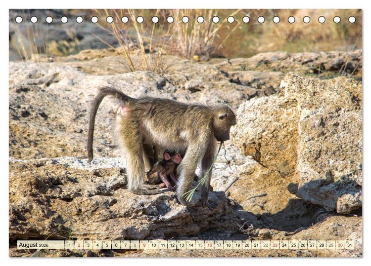 Produktbild: Eswatini - K&ouml;nigreich im s&uuml;dlichen Afrika (Tischkalender 2026 DIN A5 quer), CALVENDO Monatskalender