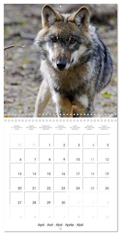 Produktbild: Wolves - fascinating wild animals (Wall Calendar 2026 12 &times; 12 Inch) CALVENDO 12 Month Wall Calendar
