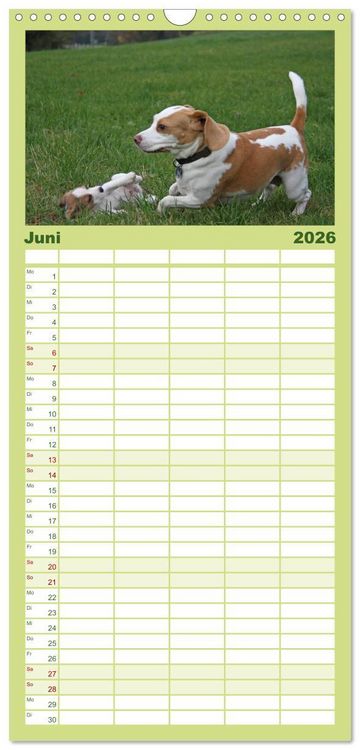 Produktbild: Familienplaner 2026 - DER BEAGLEige TERMINPLANER mit 5 Spalten (Wandkalender, 21 x 45 cm) CALVENDO