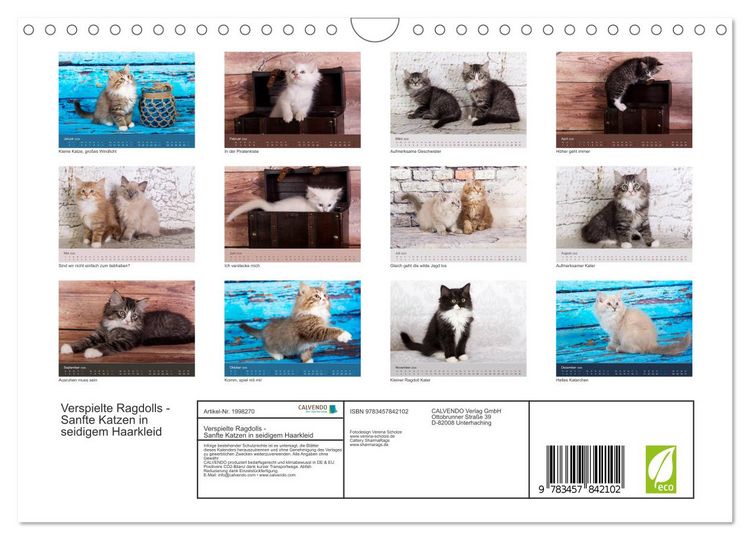 Produktbild: Verspielte Ragdolls - Sanfte Katzen in seidigem Haarkleid (Wandkalender 2026 DIN A4 quer), CALVENDO Monatskalender