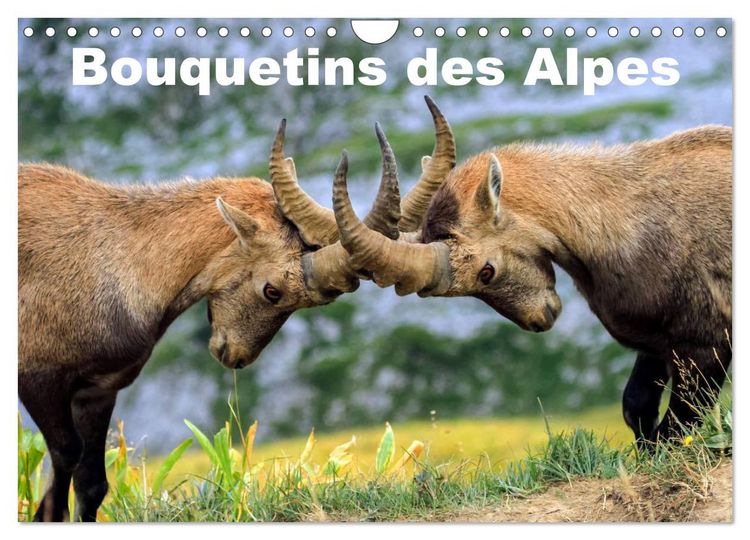 Produktbild: Bouquetins des Alpes (Calendrier mural 2026 DIN A4 vertical), CALVENDO calendrier mensuel