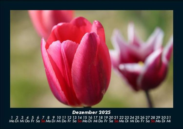 Produktbild: Blumenzauber 2025 Fotokalender DIN A5