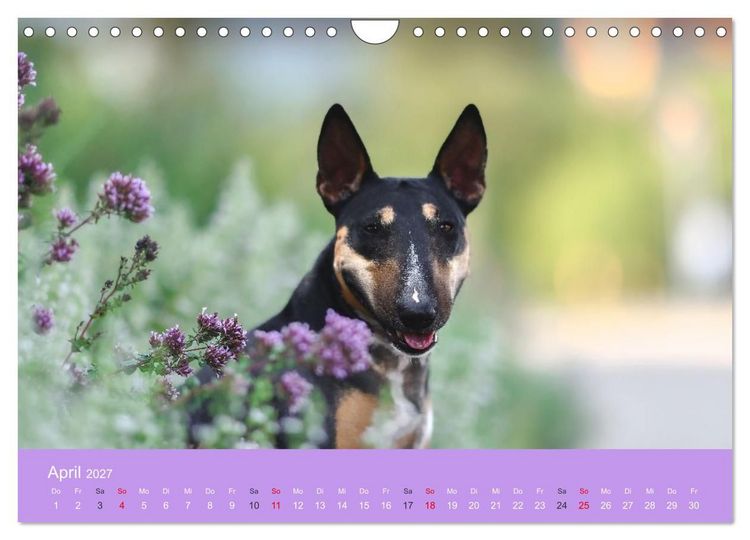 Produktbild: Bullterrier - charmante Herzensbrecher (Wandkalender 2027 DIN A4 quer), CALVENDO Monatskalender