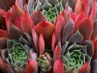 Produktbild: CALVENDO Puzzle Sempervivum Feldmeier | 1000 Teile Lege-Gr&ouml;&szlig;e 64x48cm Foto-Puzzle f&uuml;r gl&uuml;ckliche Stunden