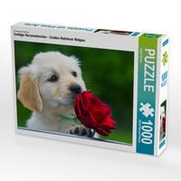 Produktbild: CALVENDO Puzzle Goldige Herzensbrecher - Golden Retriever Welpen 1000 Teile Lege-Gr&ouml;&szlig;e 64 x 48 cm Foto-Puzzle Bild von Sigrid Starick