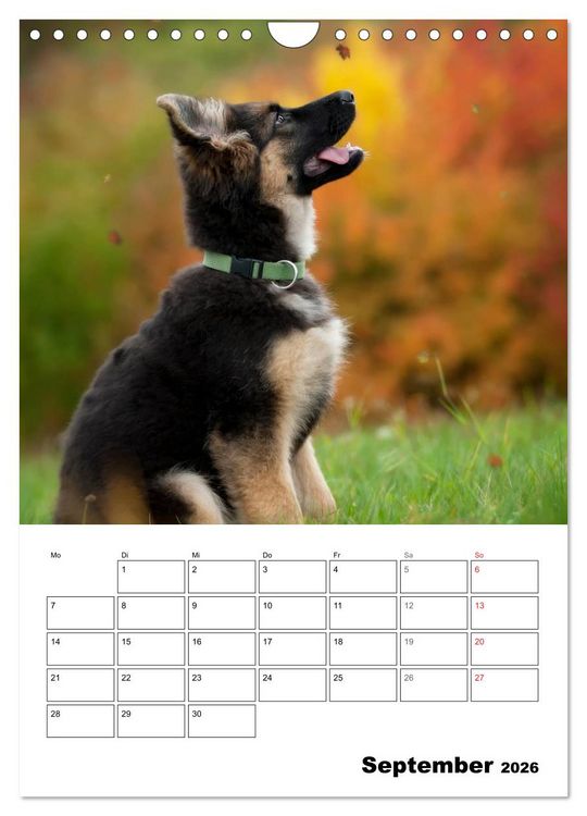 Produktbild: Deutsche Sch&auml;ferhundwelpen zum Verlieben (Wandkalender 2026 DIN A4 hoch), CALVENDO Monatskalender