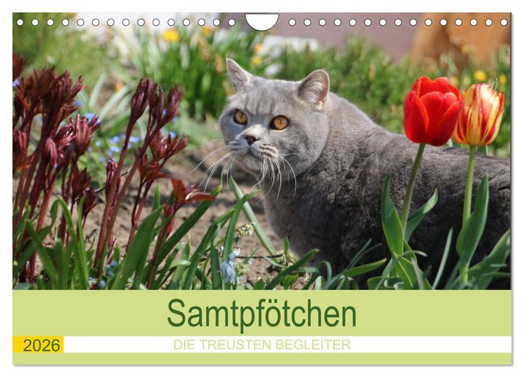 Produktbild: Samtpf&ouml;tchen - Die treusten Begleiter 2026 (Wandkalender 2026 DIN A4 quer), CALVENDO Monatskalender