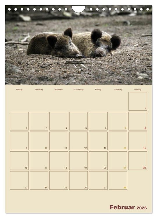 Produktbild: Wildschweine (Wandkalender 2026 DIN A4 hoch), CALVENDO Monatskalender