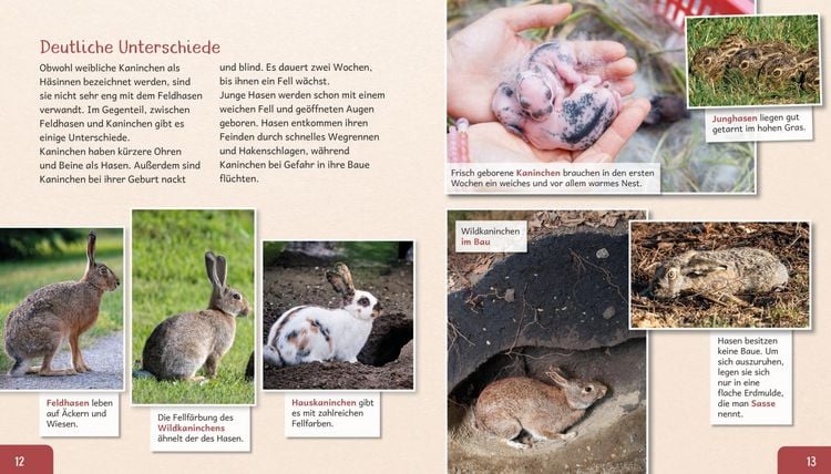 Produktbild: Meine gro&szlig;e Tierbibliothek: Das Kaninchen