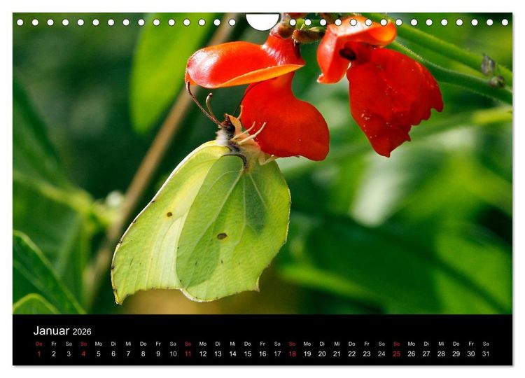 Produktbild: Heimische Schmetterlinge (Wandkalender 2026 DIN A4 quer), CALVENDO Monatskalender