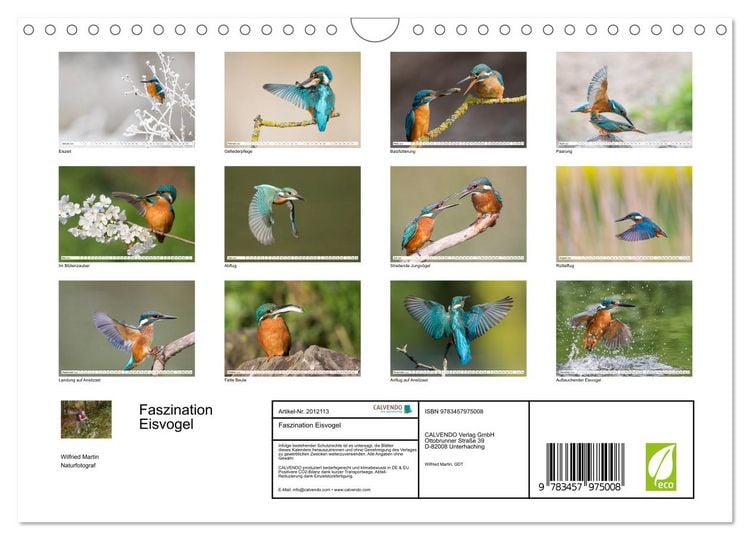 Produktbild: Faszination Eisvogel (Wandkalender 2026 DIN A4 quer), CALVENDO Monatskalender
