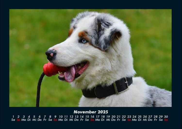 Produktbild: Hunde 2025 Fotokalender DIN A4