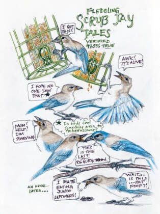 Produktbild: The Backyard Bird Chronicles