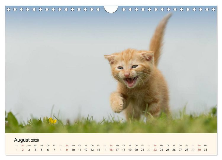 Produktbild: S&uuml;&szlig;e Stubentiger - Katzenkinder (Wandkalender 2026 DIN A4 quer), CALVENDO Monatskalender