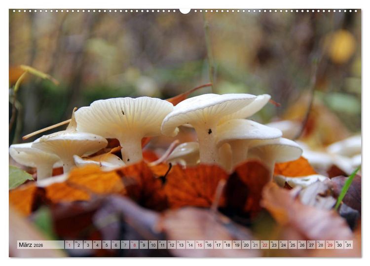 Produktbild: Waldpilz-Impressionen (Wandkalender 2026 DIN A2 quer), CALVENDO Monatskalender