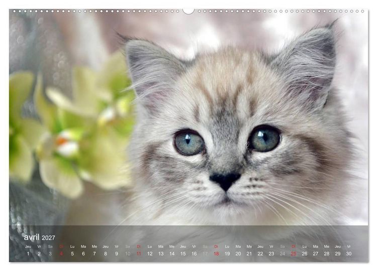 Produktbild: Mine de chat (Calendrier mural haut de gamme 2027 DIN A2 vertical), CALVENDO calendrier mensuel