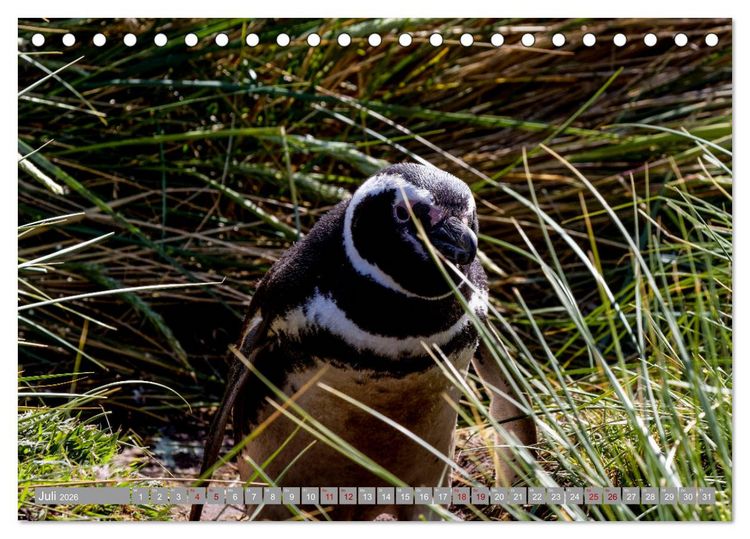 Produktbild: Einfach liebenswert diese Pinguine (Tischkalender 2026 DIN A5 quer), CALVENDO Monatskalender