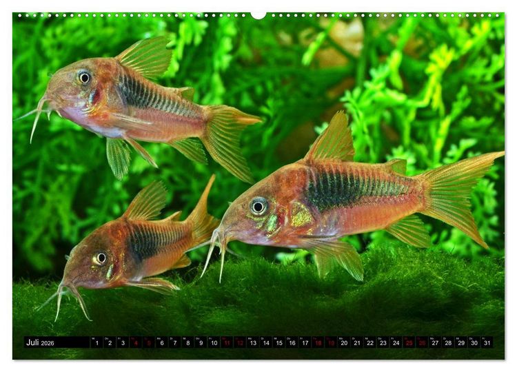Produktbild: Beliebte Fische der Welt (Wandkalender 2026 DIN A2 quer), CALVENDO Monatskalender