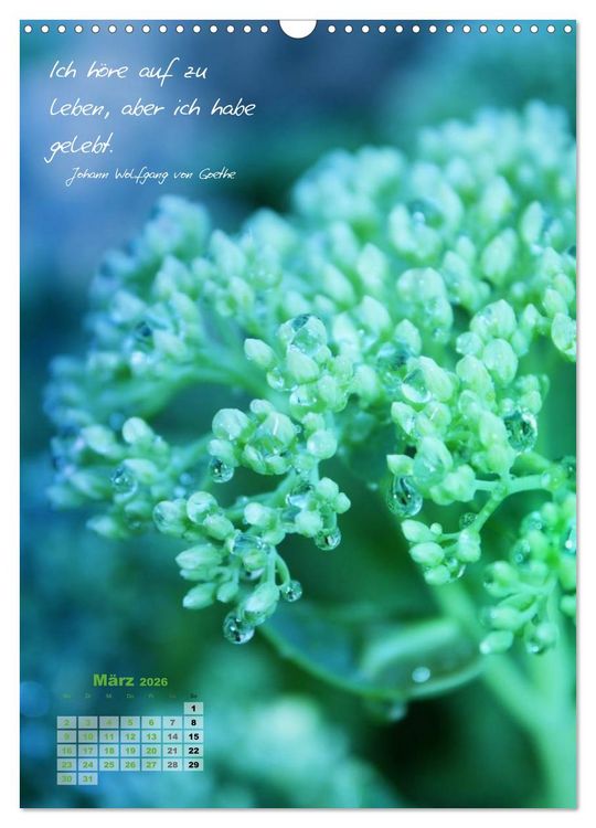 Produktbild: Blumen & Zitate (Wandkalender 2026 DIN A3 hoch), CALVENDO Monatskalender