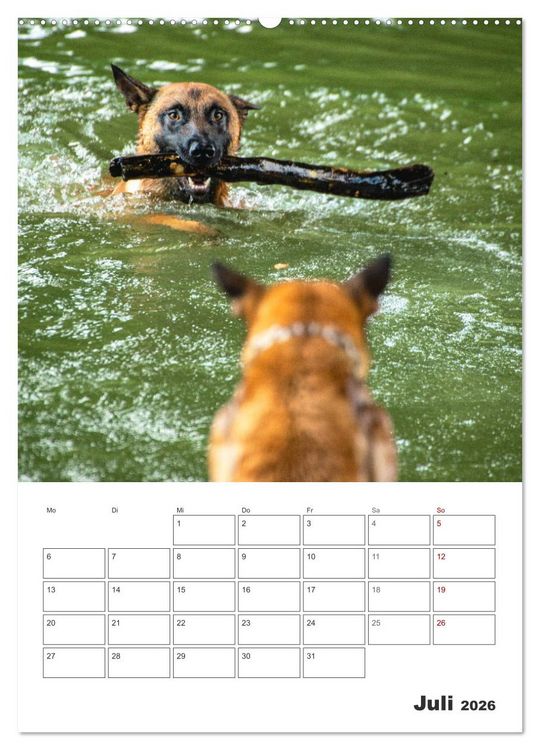 Produktbild: Malinois Power auf vier Pfoten (Wandkalender 2026 DIN A2 hoch), CALVENDO Monatskalender