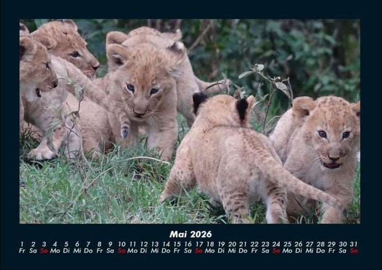 Produktbild: L&ouml;wen in der Wildnis 2026 Fotokalender DIN A4