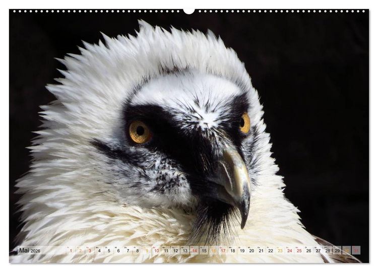Produktbild: Majest&auml;tische Greifv&ouml;gel (hochwertiger Premium Wandkalender 2026 DIN A2 quer), Kunstdruck in Hochglanz