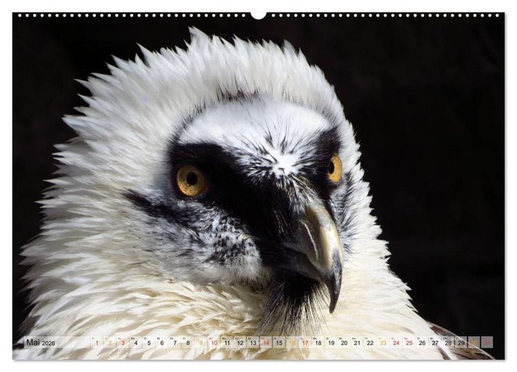 Produktbild: Majest&auml;tische Greifv&ouml;gel (Wandkalender 2026 DIN A2 quer), CALVENDO Monatskalender